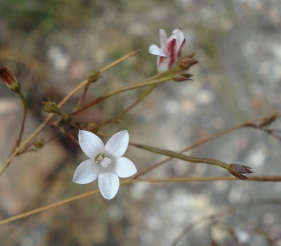 Prismatocarpus fruticosus flowers